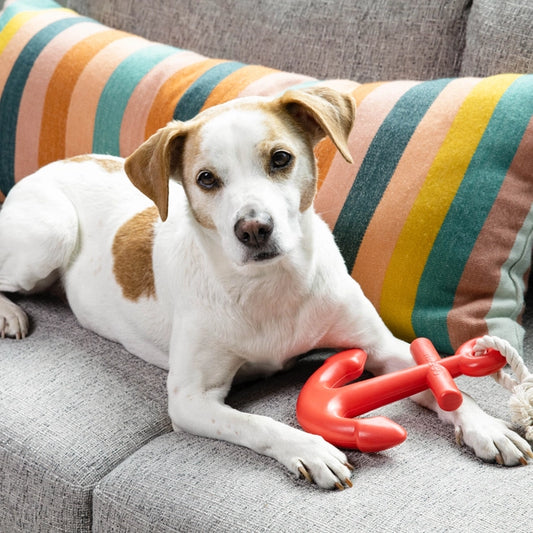 Red Rubber Anchor Dog Toy