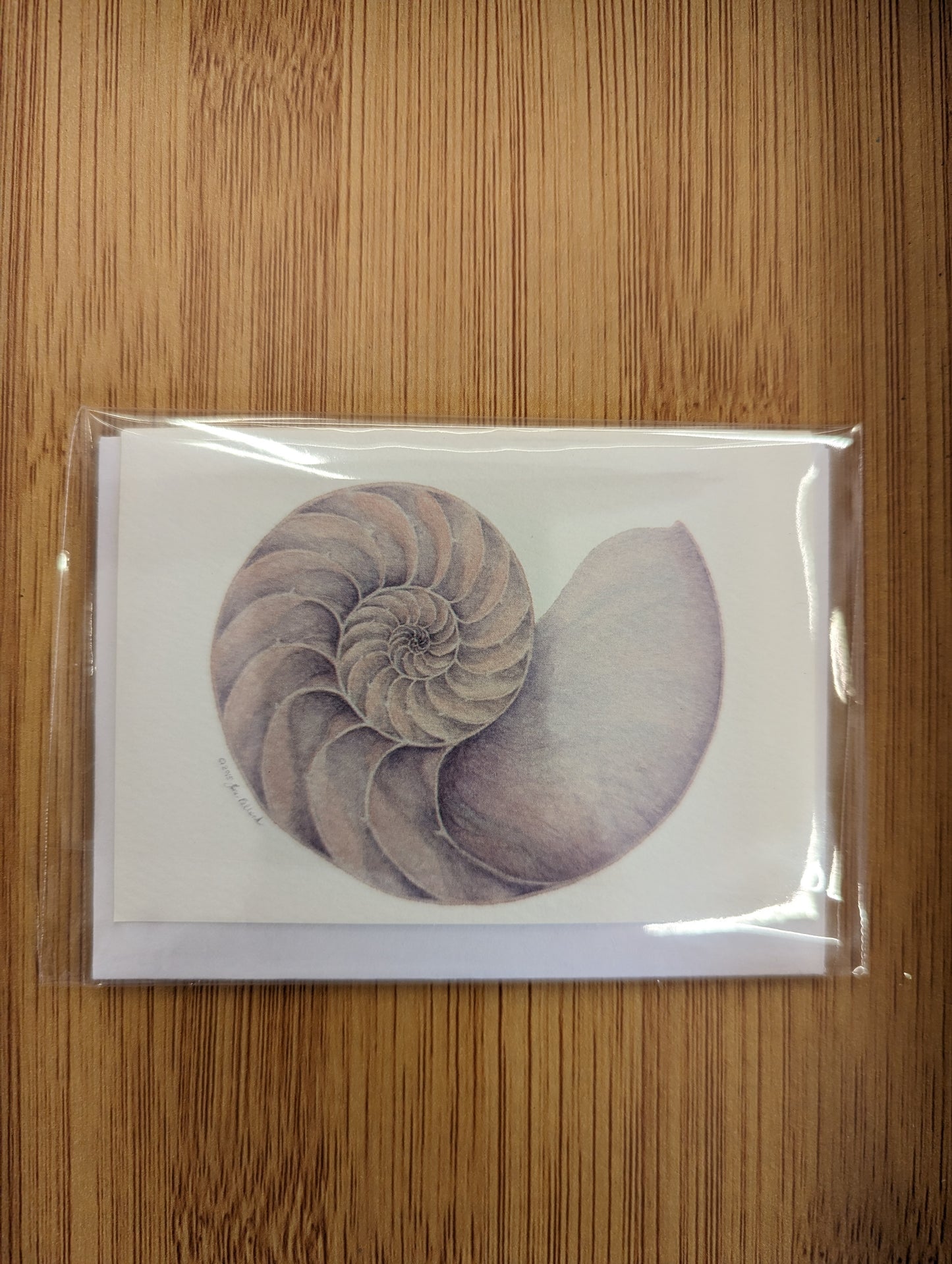 Chambered Nautilus Mini Cards