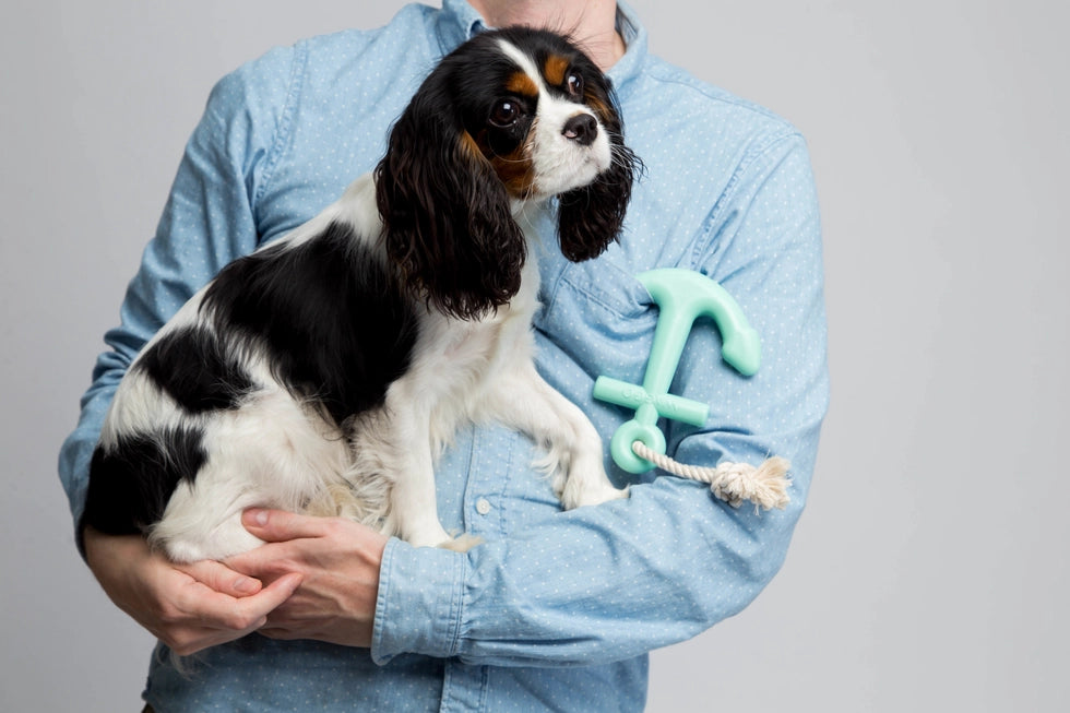 Mint Rubber Anchor Dog Toy